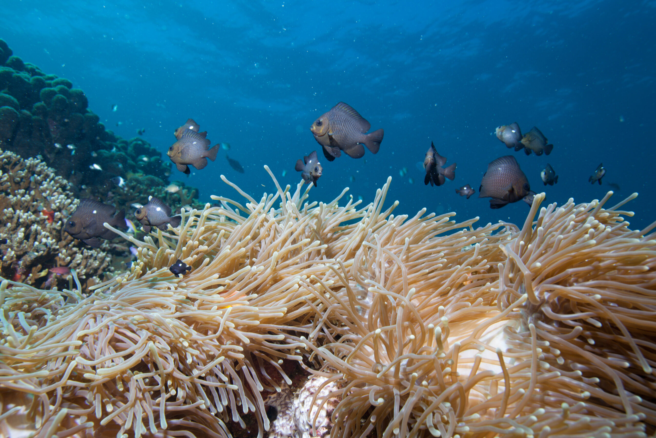 The Taskforce on Nature-related Financial Disclosures (TNFD)